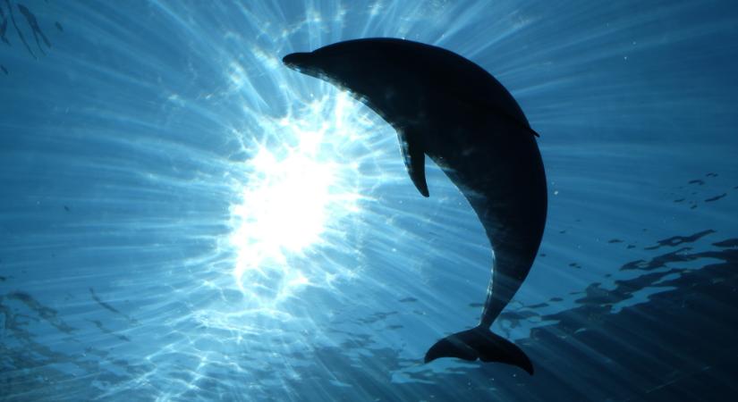 Az Adriai-tengerben elpusztult delfin miatt nyomoz a rendőrség