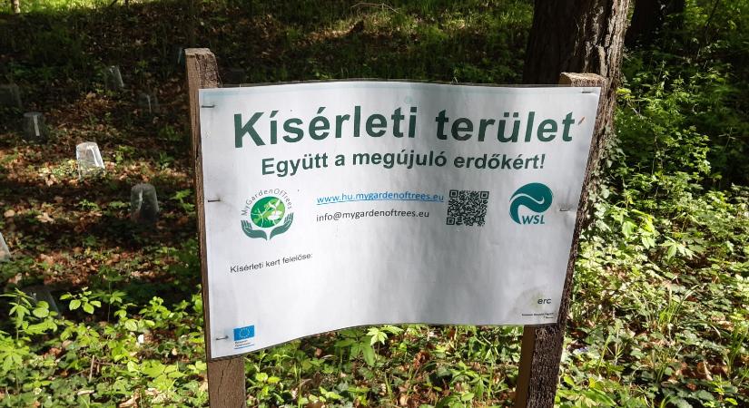 A Pilisi Parkerdő az erdők jövőjét kutató európai programhoz csatlakozott