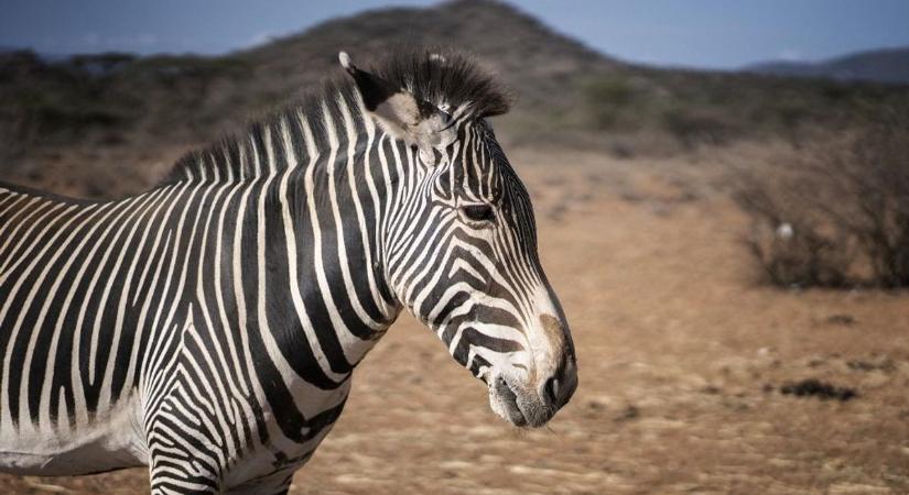 Kiderült az igazság: itt van minden, amit a zebrákról tudni érdemes