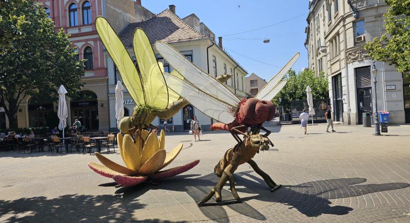 Óriási szitakötők szálltak le Debrecen belvárosában