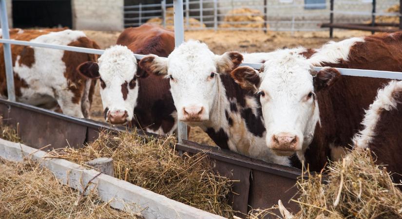 Új program segíti a száj- és körömfájás miatt bajba jutott állattenyésztőket
