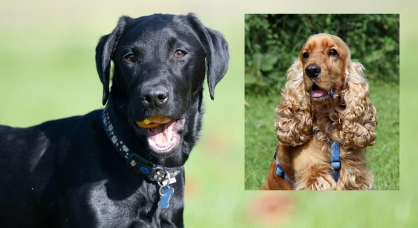 Labrador és spániel a szülők: így néz ki a kölyök, aki gazdit keres - Fotók