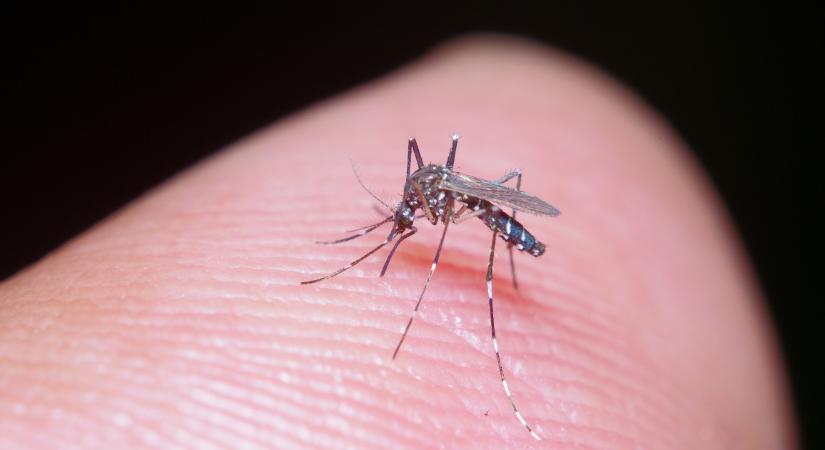 Fertőzött szúnyog csípett meg? Rögtön orvoshoz kell menned, ha ezeket tapasztalod
