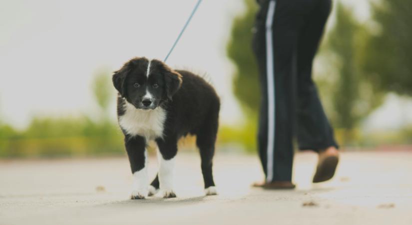 Szörnyű napok jönnek a kutyák, macskák számára