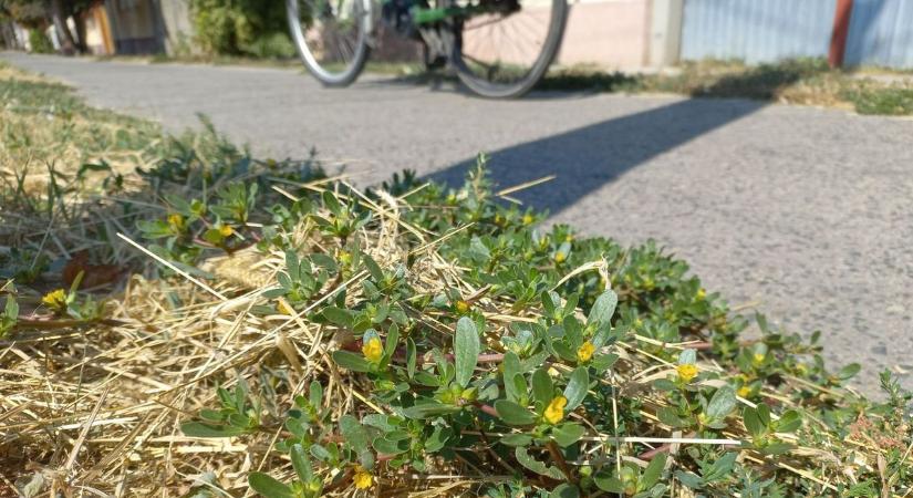 Mórahalom hadat üzent a kerékpárgumik rémének, így küzdenek a tüskés támadó ellen