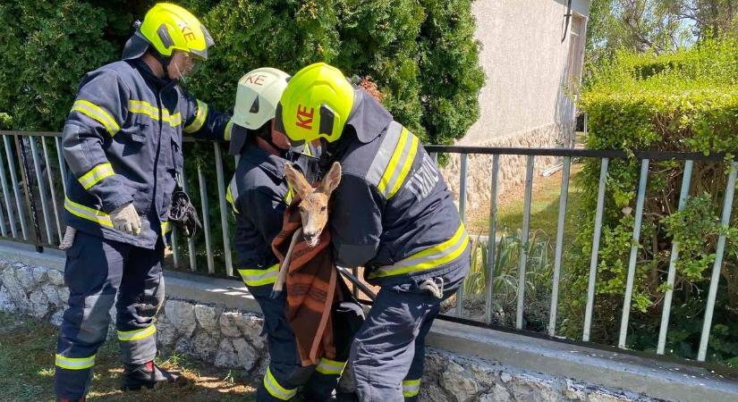 Tűzoltók mentették meg a bajba jutott őzet a Balatonnál (galéria, videó)