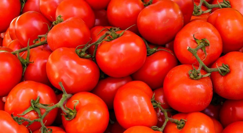 Mitől lilul a paradicsom és a paprika levele?