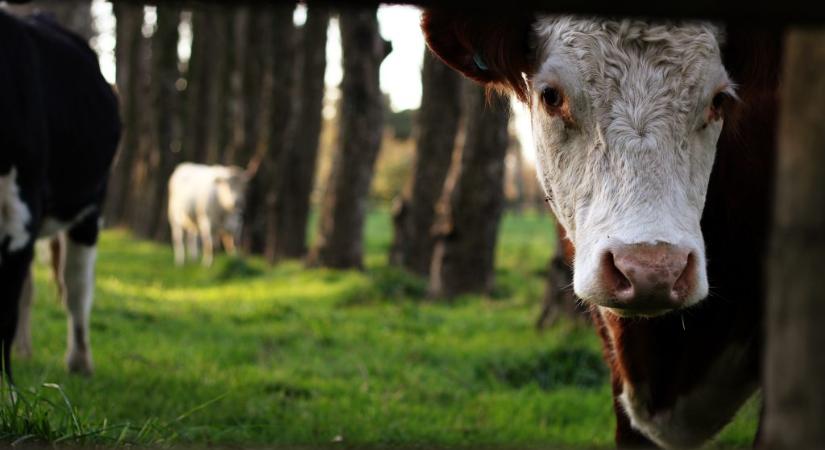 A feleségét, a nevelt lányát és a teheneit is rendszeresen megerőszakolhatta egy új-zélandi farmer