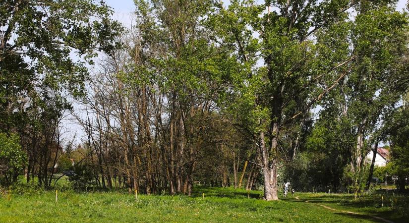 Súlyos döntés: lebontják Magyarország egyik legszebb kilátóját, tömegeket vonzott - tíz évet sem bírt ki a torony, meglepő, miért lett életveszélyes