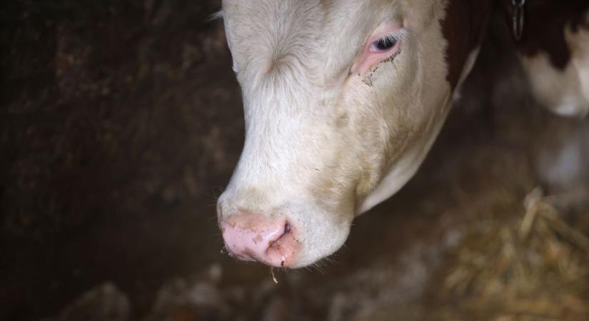 Brutális: feleségét, nevelt lányát és haszonállatait is rendszeresen megerőszakolta egy farmer