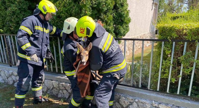 Állatira megható: őz szorult a kerítésbe, de a tűzoltóknak hála, most már ismét szabad