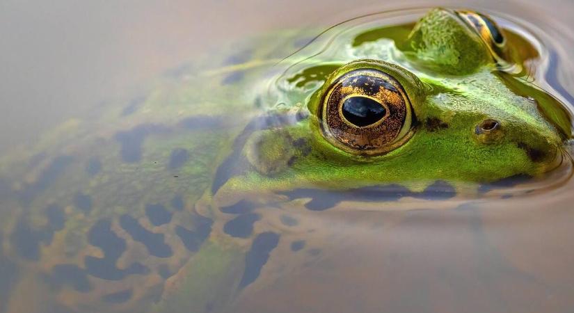 Békák a kerti tóban? Így csökkentheti a számukat