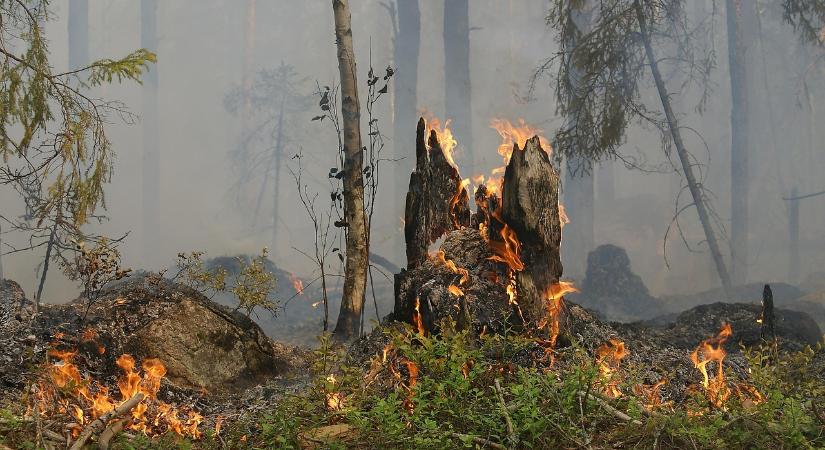 Fokozott tűzveszély miatt csütörtöktől figyelmeztetés van érvényben 11 járásban