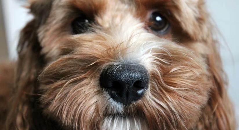 A Cockapoo – a vidámság és a báj hibridje
