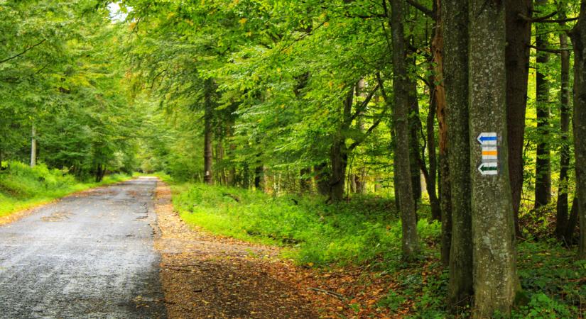 40 millió megy a lecsóba: életveszélyes a Pilis ikonikus kilátója, 10 év alatt felzabálták a gombák