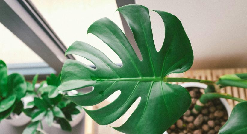 Pénz áll a házhoz a Feng Shui szerint, ha ilyen növény kerül az ajtóba