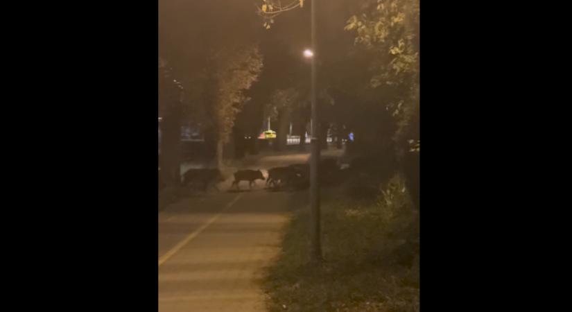 Videó: egy csoport vaddisznó sétált éjjel a Városmajorban