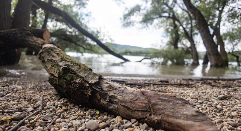 Felfalta a víz a Dunakanyar vadregényes táját: fotókon a Duna horvát tengerpartja