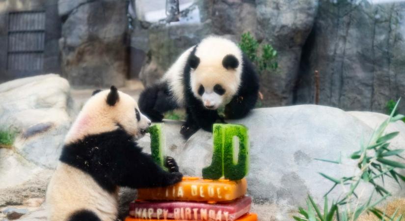 Hongkongban született óriáspandák első születésnapja