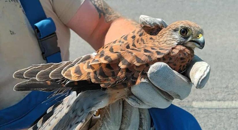 Hálózatjavítás helyett életmentés: röpképtelen vércsét mentett meg az MVM munkatársa