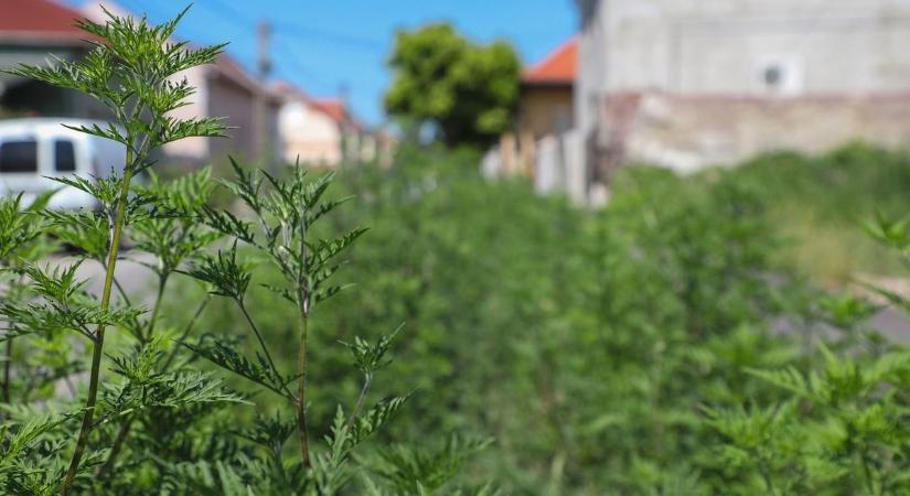 Durvul a parlagfűszezon –ez a fő oka