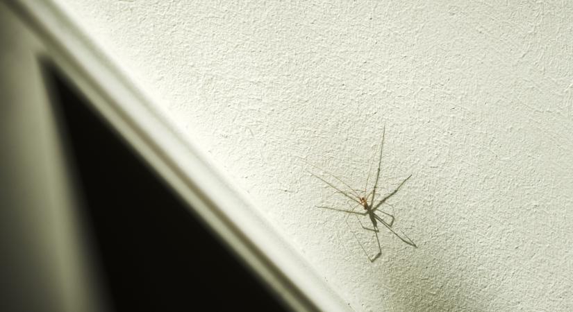 Távol maradnak a lakástól a pókok ezzel a filléres trükkel: ezt fújd az ajtóra