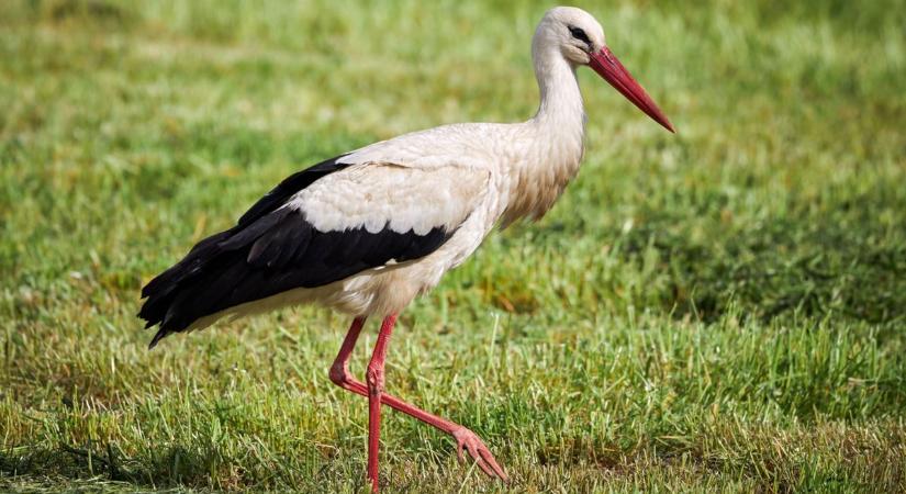 Luxusautón utazna Afrikáig a gólya? Egyértelműen jelezte szándékát a vándormadár – videóval