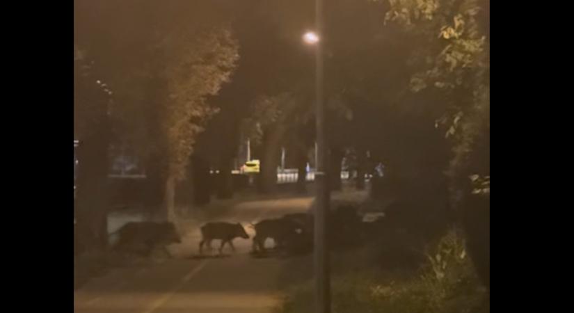 Egy egész vaddisznó család vonult át csütörtök éjjel a Városmajoron