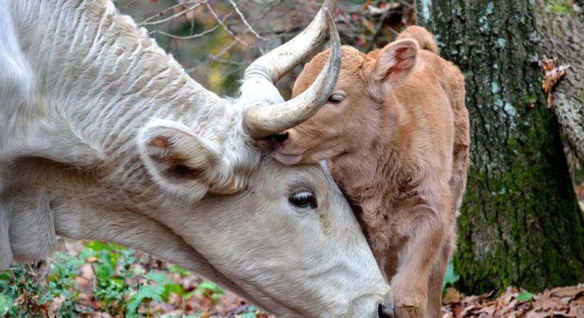 Csökkent a tehénállomány, drasztikusan megdrágult a borjúhús