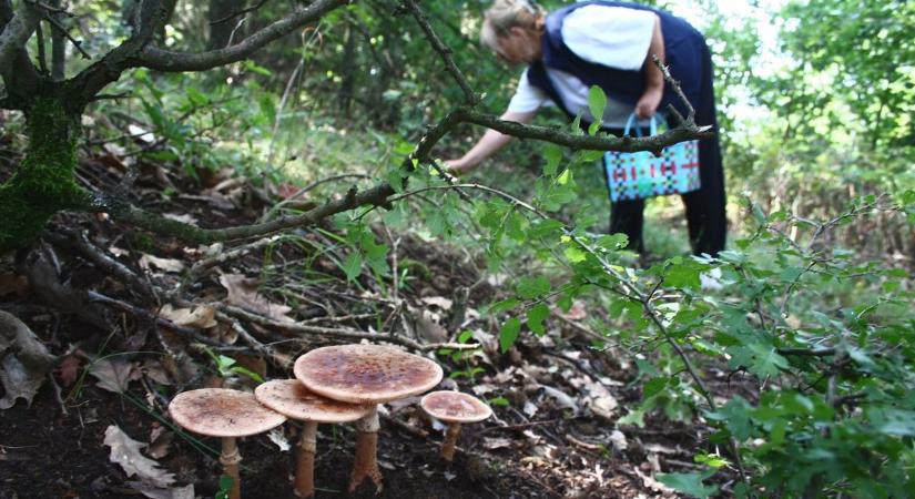 Nem ez a tuti üzlet idén nyáron - üres kosarakkal térnek haza a gombászok