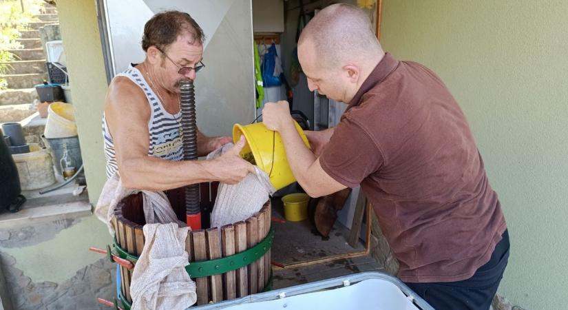 Megkezdődött a szüret, már Adonyban is folyt a must (videóval, képgalériával)