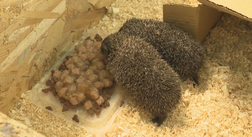 Amputálás mentette meg a süni életét