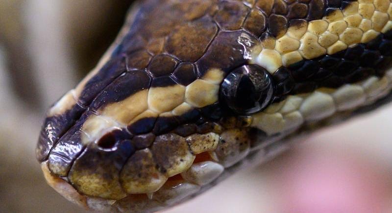 Tíz nap, hatvan kígyó – női győzelem a hírhedt pythonvadász versenyen