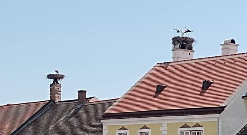 Gólyák városa a Fertő partján - 26 fészekben 80 fióka született Sopron térségében - fotók