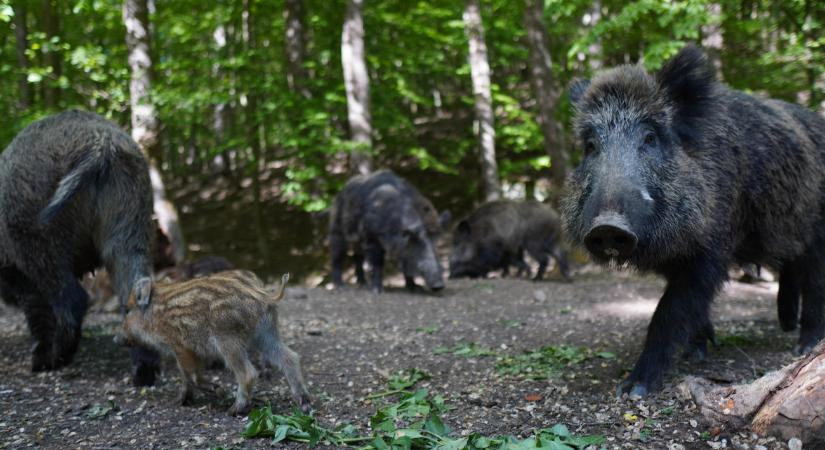 Egy egész vaddisznócsapat kóricált a XII. kerületben – videó