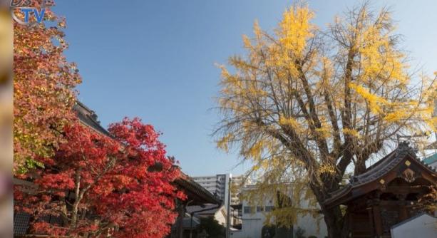 DSTV: Hirosima túlélő fái