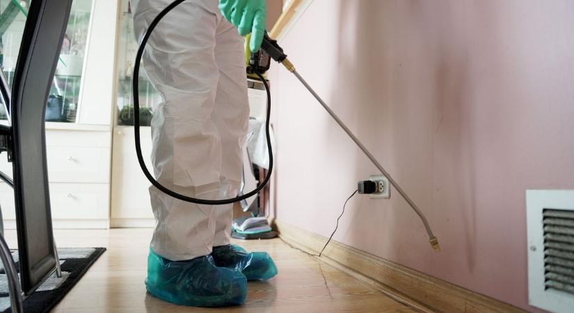 Sok kellemetlenséget okoznak ezek a veszélyes kártevők, így veszik fel a harcot ellenük Ladányon