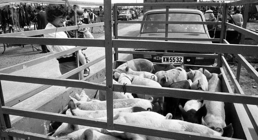 Malac került a Trabant csomagtartójába a pécsi vásárban (GALÉRIA)