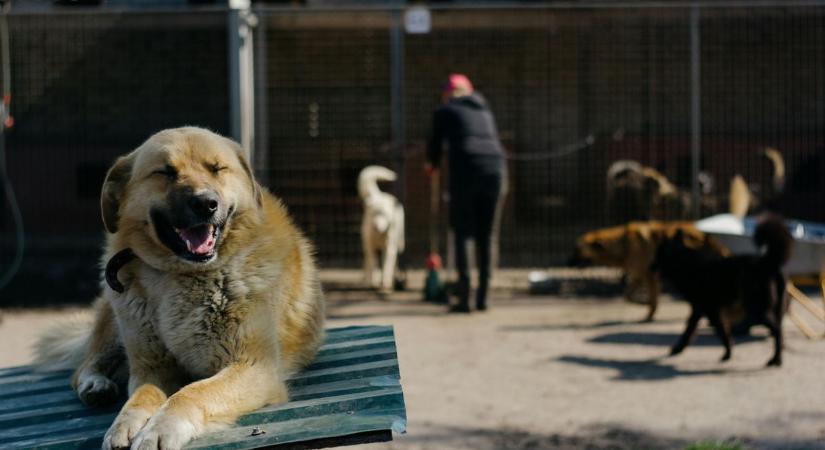 A hontalan állatok világnapján emlékeztetünk: minden állat megérdemel egy szerető otthont (videó)