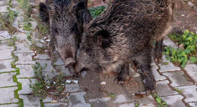 Nappal park, éjjel vadon – vaddisznók járják Budapestet