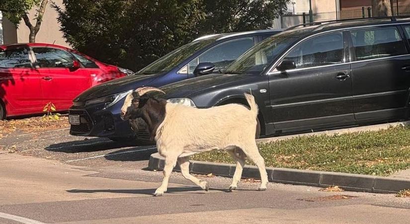 Kecske sétálgat az autók között Paks belvárosában (fotó)