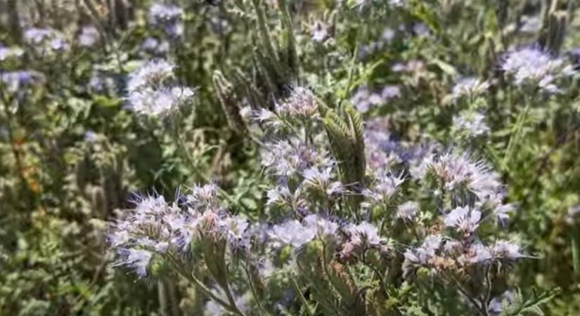A facélia titka: méhbarát növényből piaci lehetőség  VIDEÓ