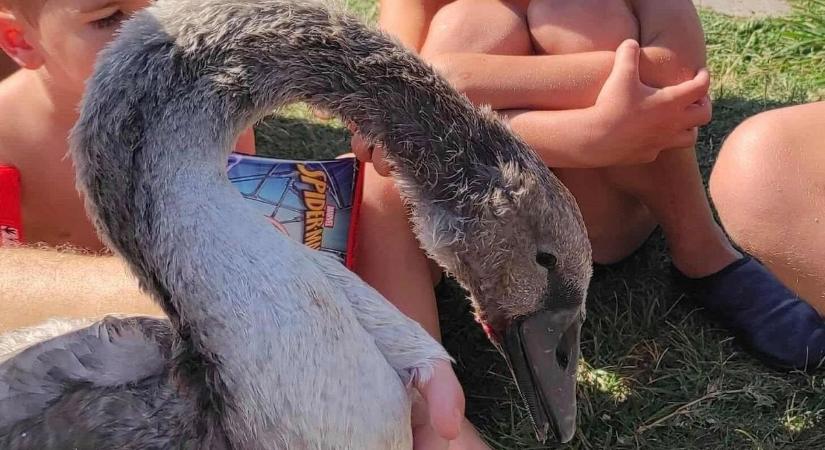 Életet mentetek Balatonlellén a strandolók