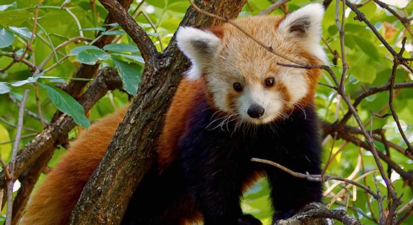 Már látható a kifutóban a nemrégiben érkezett vörös panda a fővárosi állatkertben