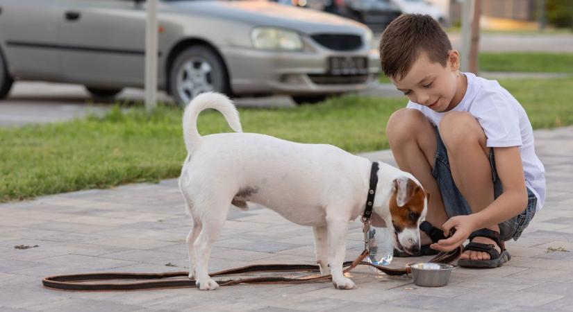 Hőségriadó a járdán: védjük meg kutyánkat a tűző naptól