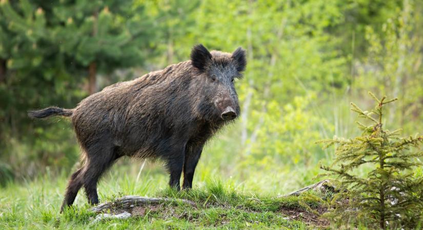 Megdöbbentő események Budapesten: nem várt vendég bukkant fel