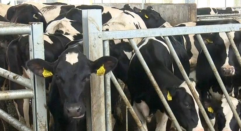 Új konstrukció segíti a száj- és körömfájásban érintett állattenyésztőket