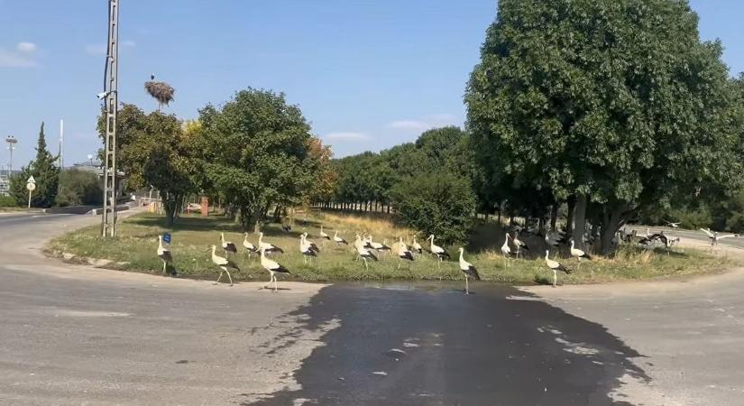 Szívszorító látvány, ahogy a gólyák az életükért küzdenek – ezért kerülnek most bajba