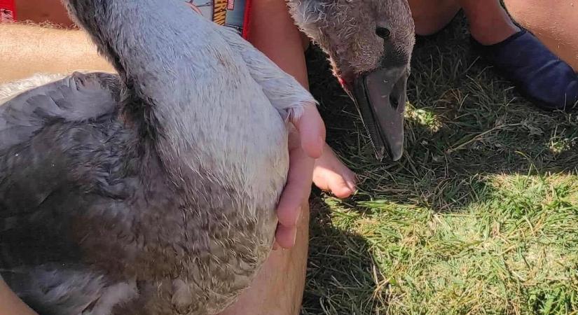 Szokatlan életmentés Balatonlellén: a strandolók fogtak össze