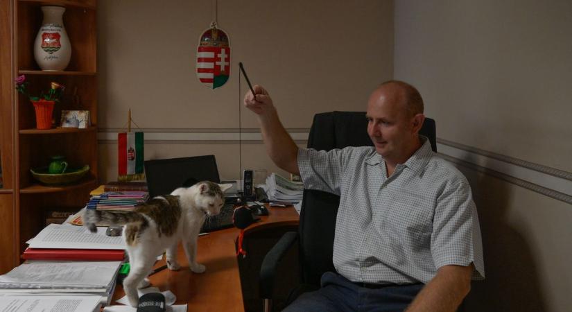 Barátságos és dorombolós: ő makói polgármesteri hivatal macskája, akit mindenki imád